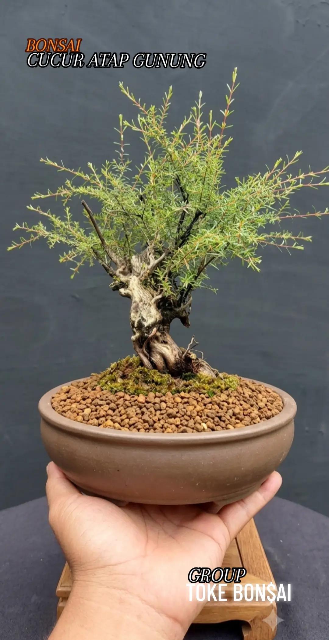 @Toke bonsai galeri