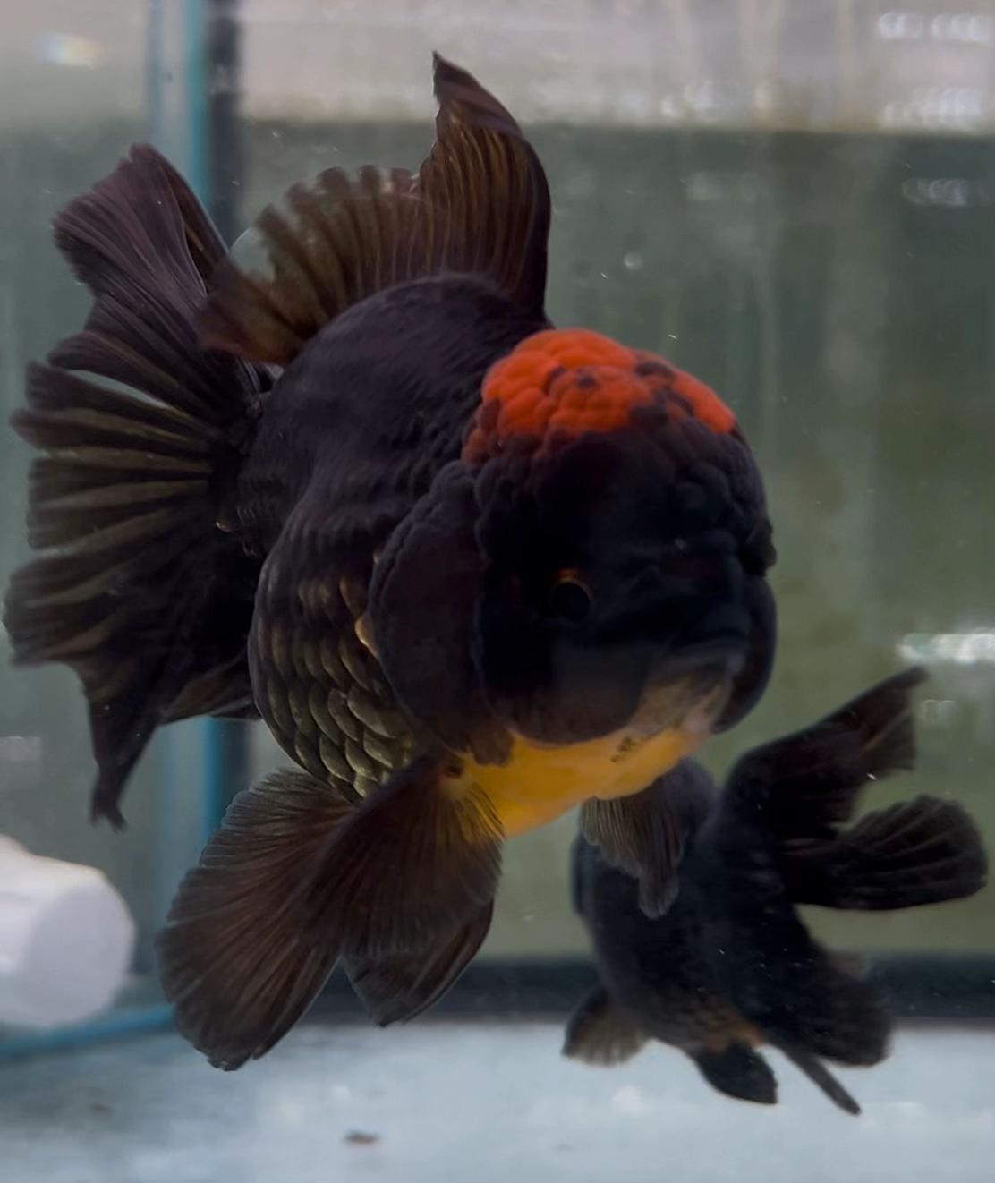 @Fish Ok