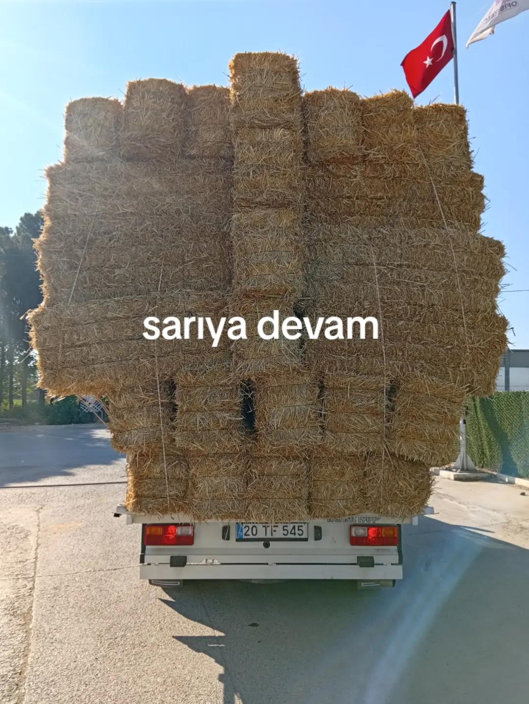 @Ali &Ccedil;ankaya