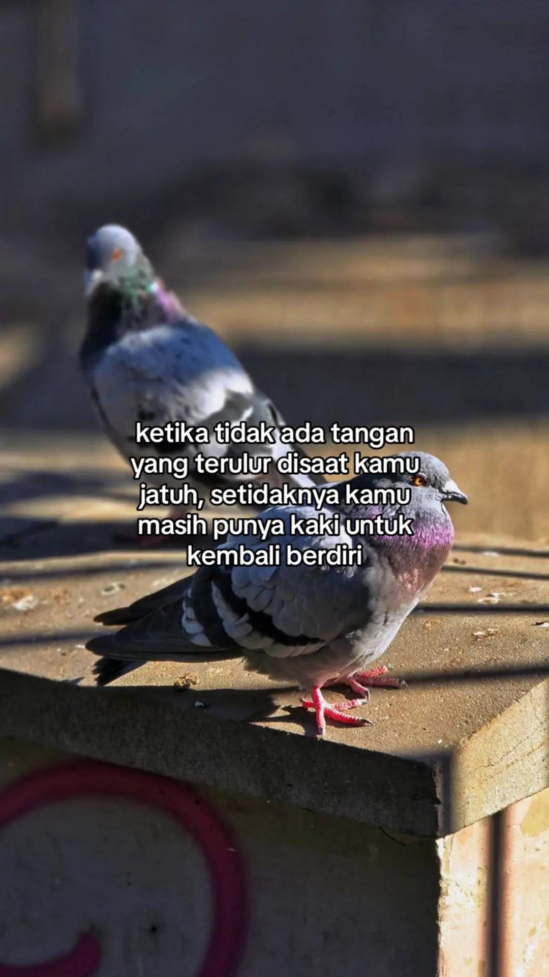 @wisnu23