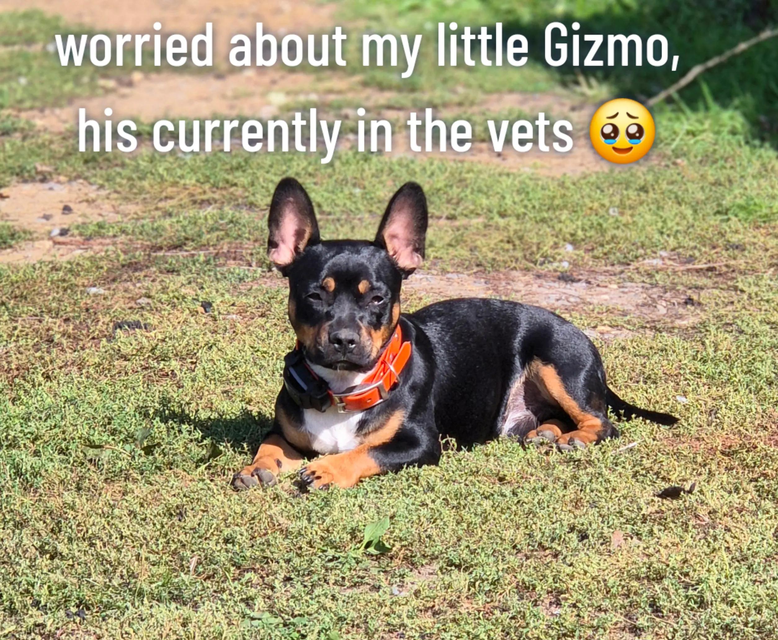 @Frank & Gizmo