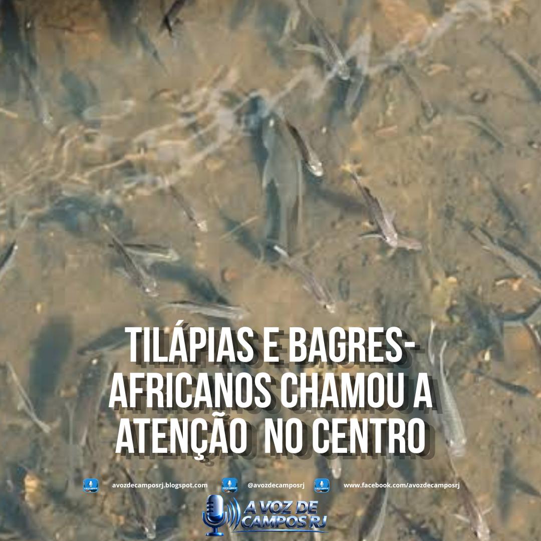 @A Voz de Campos RJ.