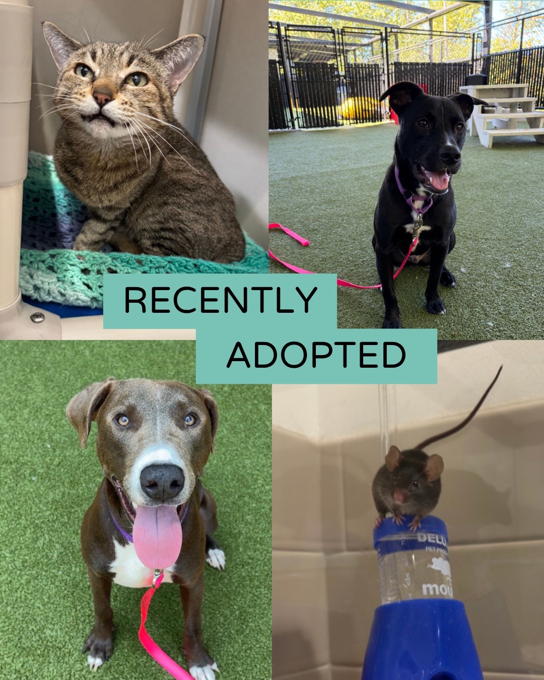 @Seattle Humane