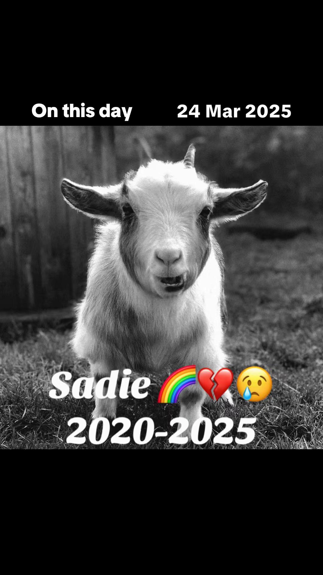 @Sadiethekid