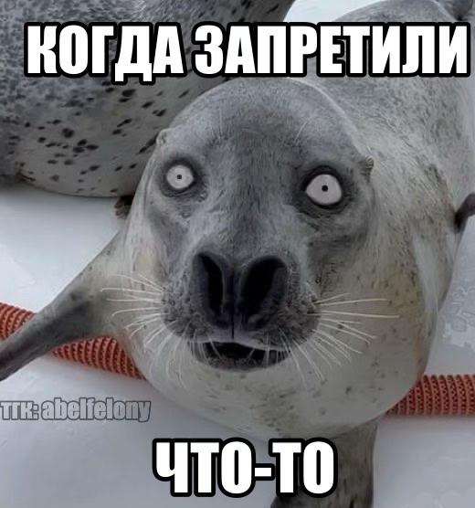 @тгк:abelfelony