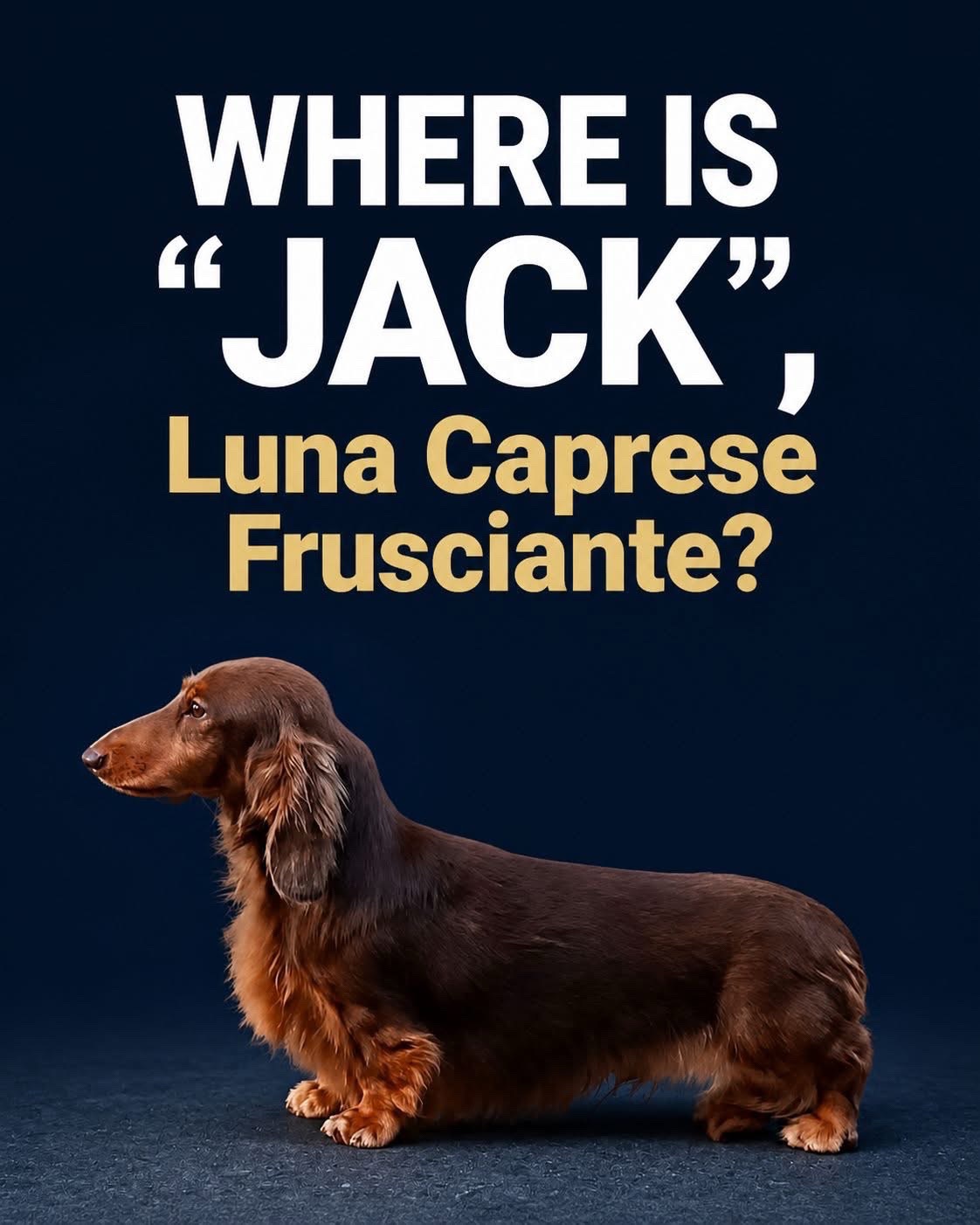 @Charisma Dachshunds