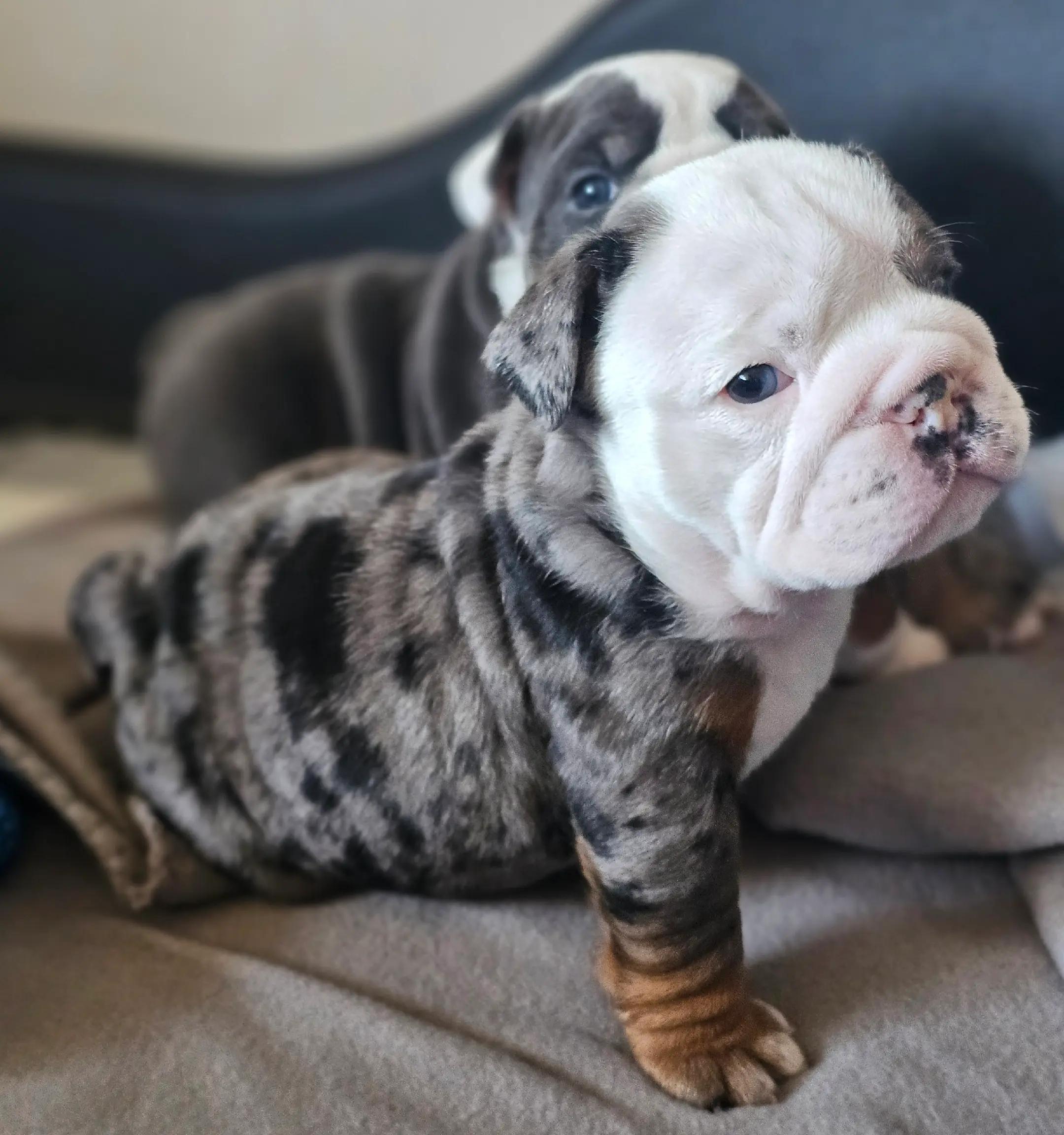 @Bulliciious Bulldogs Aotearoa