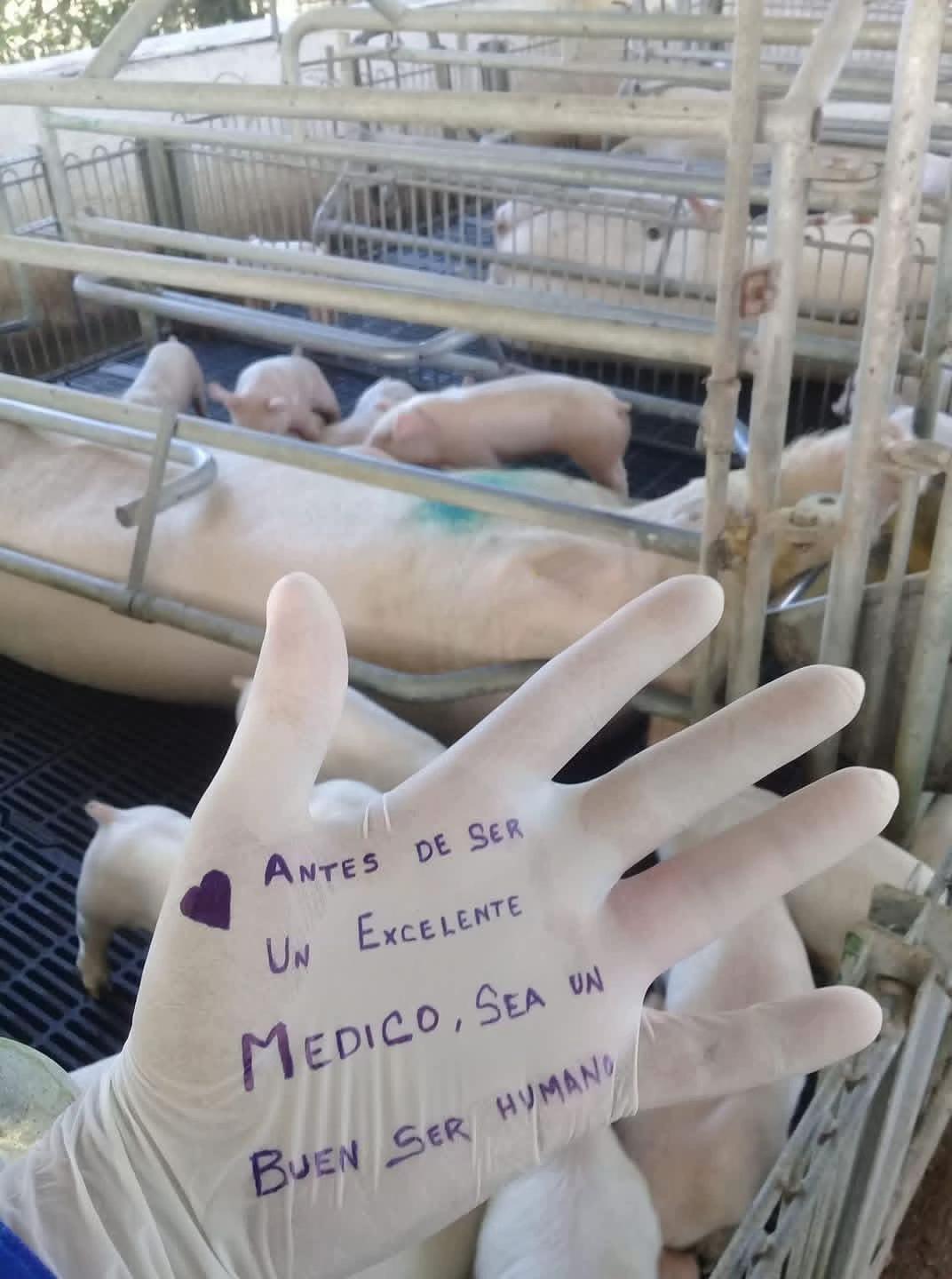 @🩺M&eacute;dico Veterinario Vilchis🤠