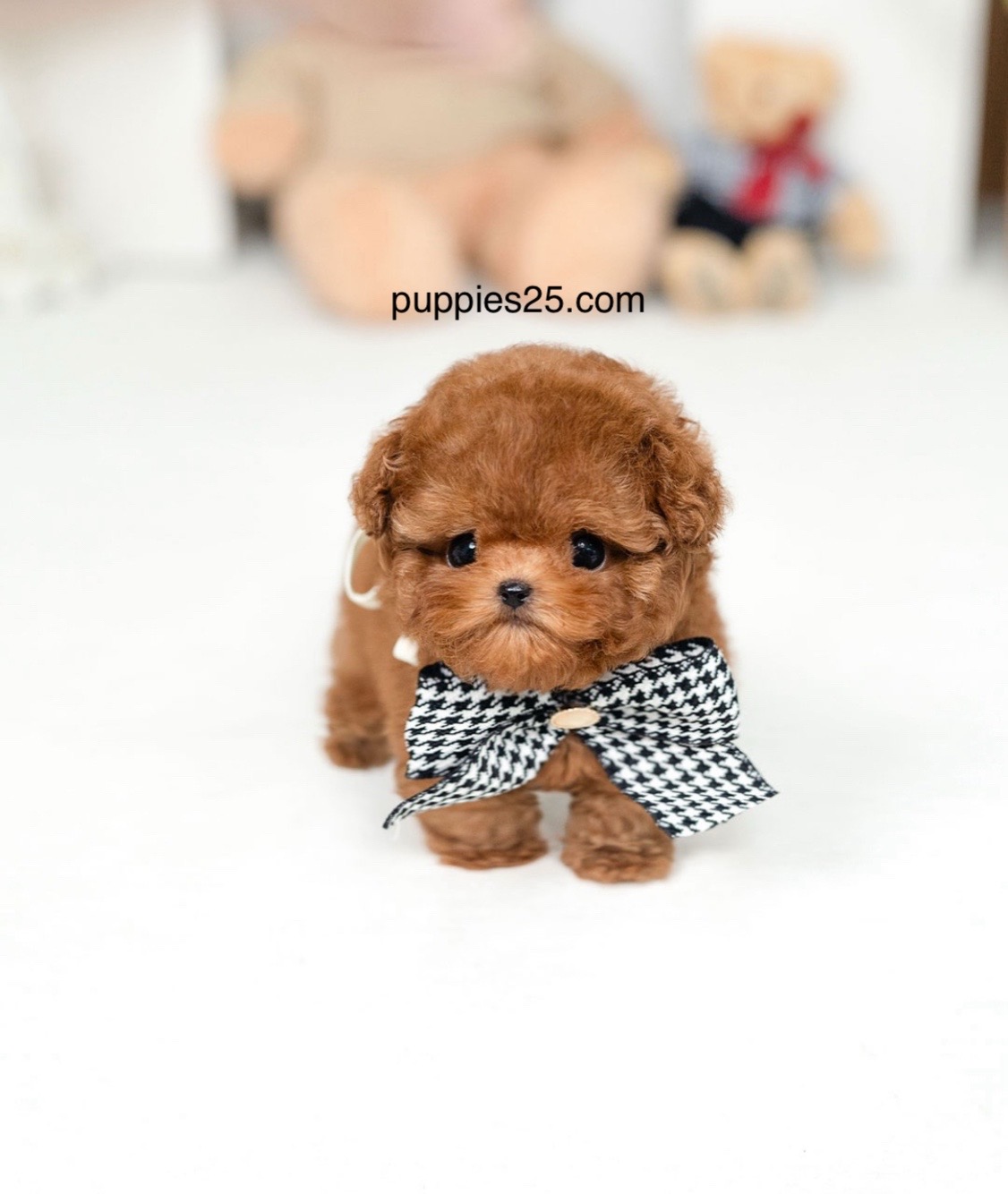 @PUPPIES25•COM