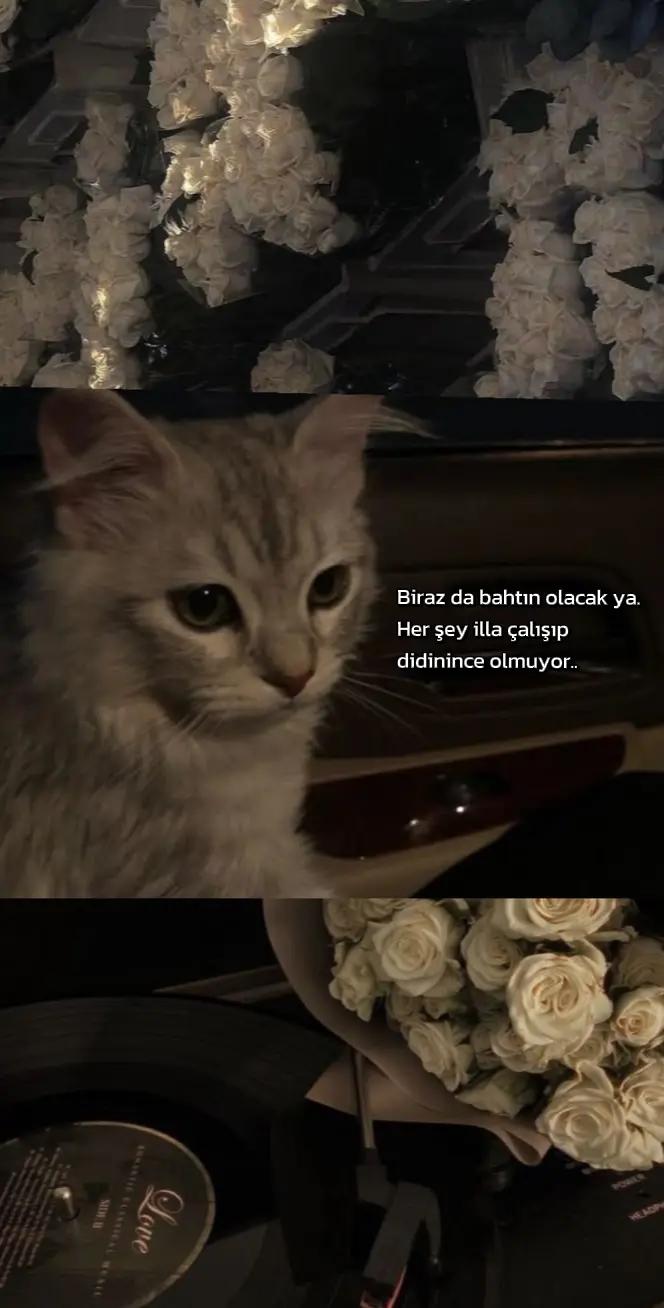 @𝓡 '𝓘𝓷𝓬𝓲'𝓡
