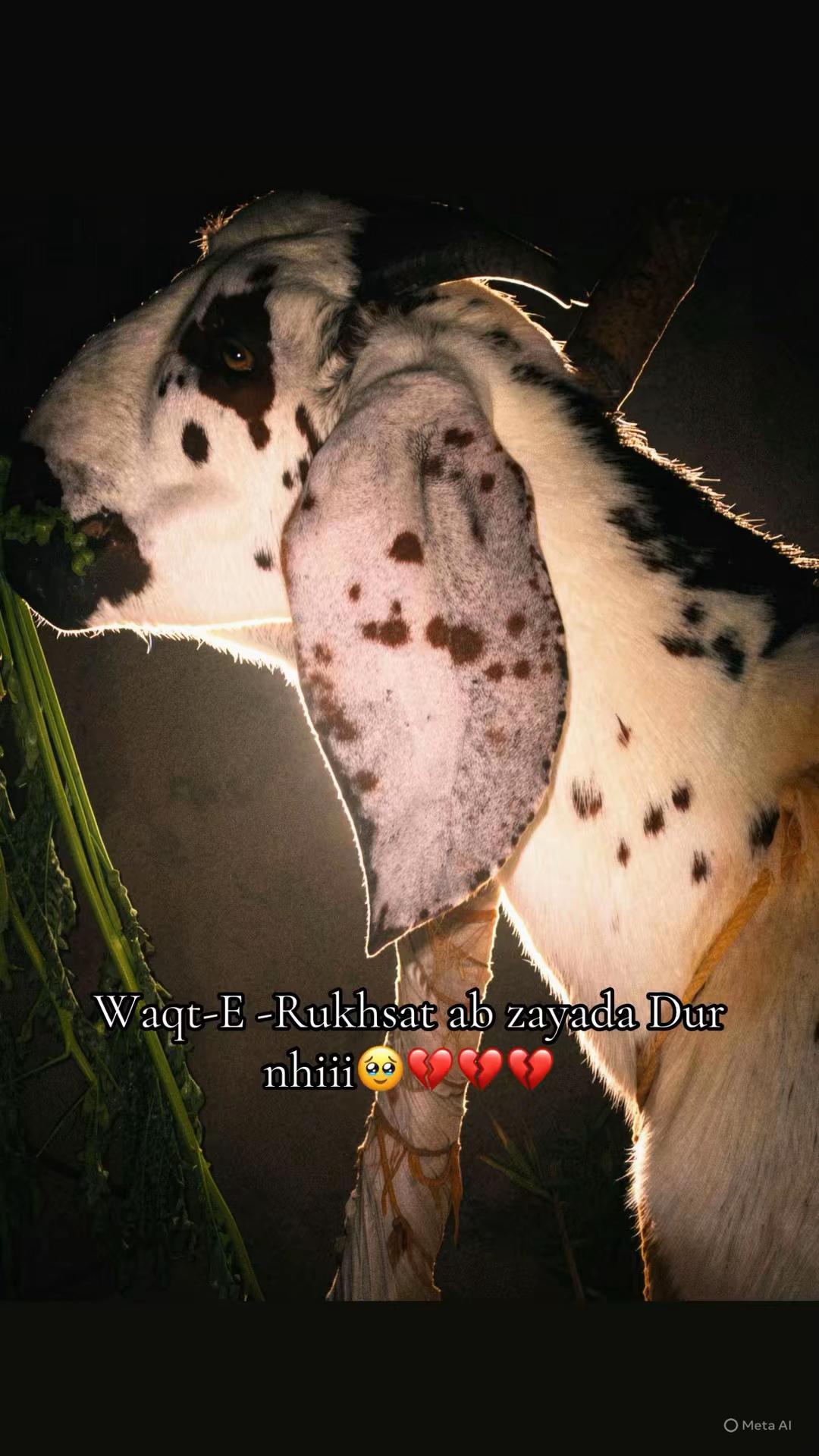 @𝐀𝐋𝐈𝐗𝐇𝐁𝐀 𝐑𝐀𝐌𝐙𝐀𝐍🥀