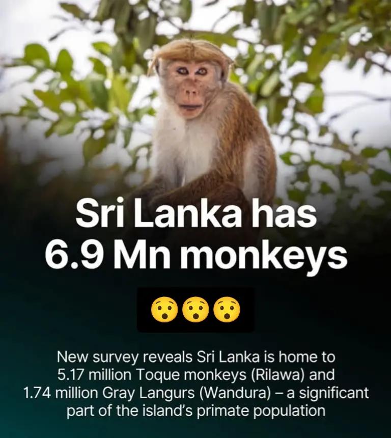 @Daily Monkey Fun