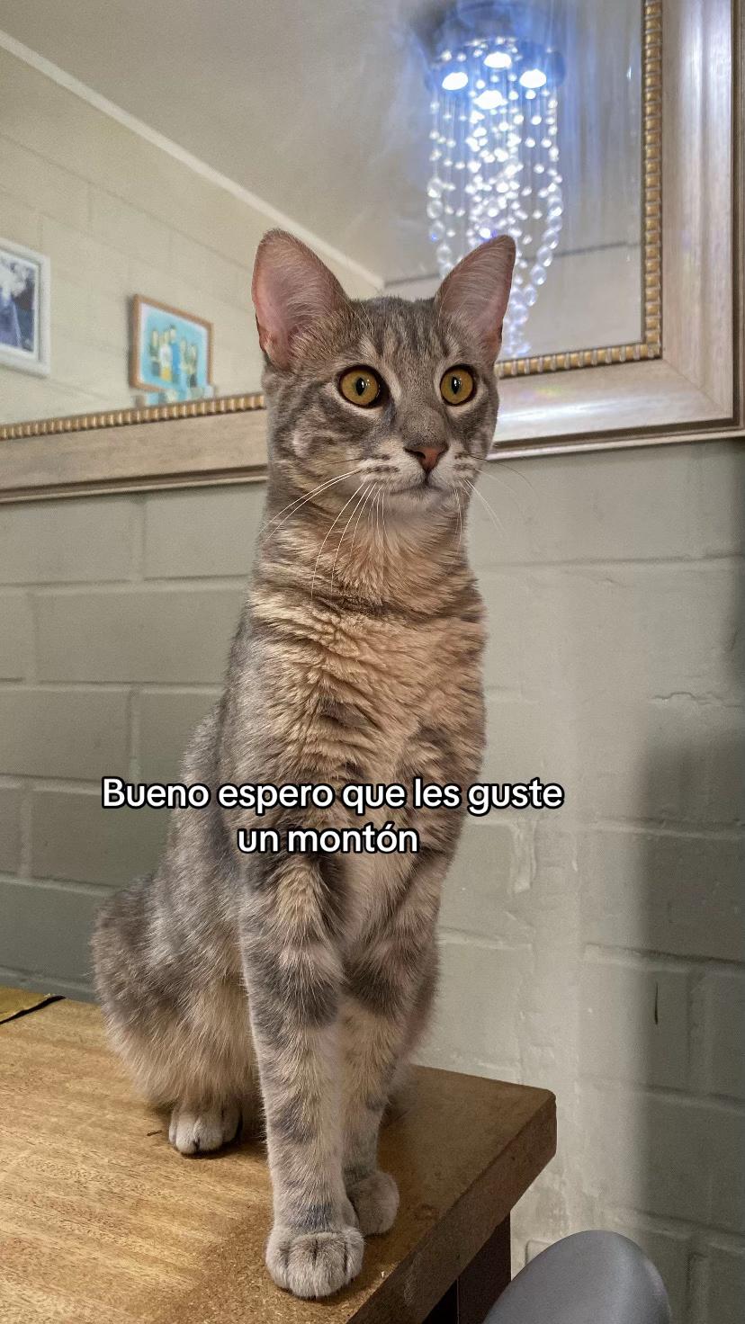 @lafeermiauu