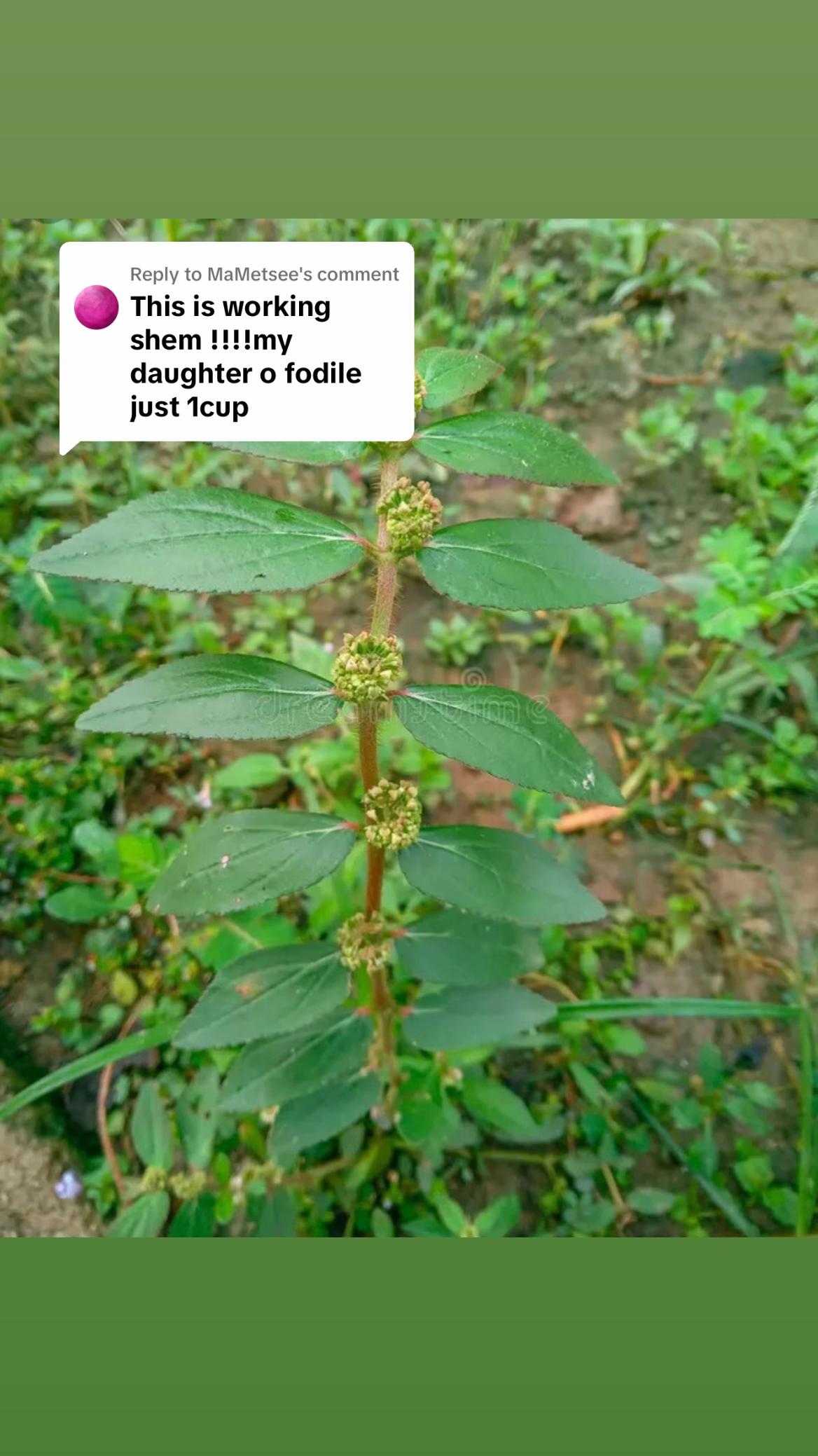 @Asthma-plant_herbalshop