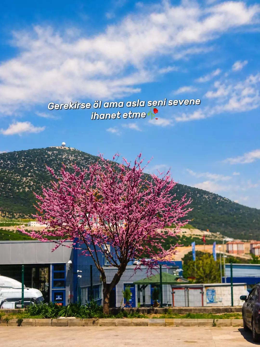 @Savaş Dumanlı ✔️