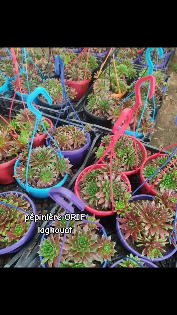 @P&eacute;pini&egrave;re ORIF Laghouat