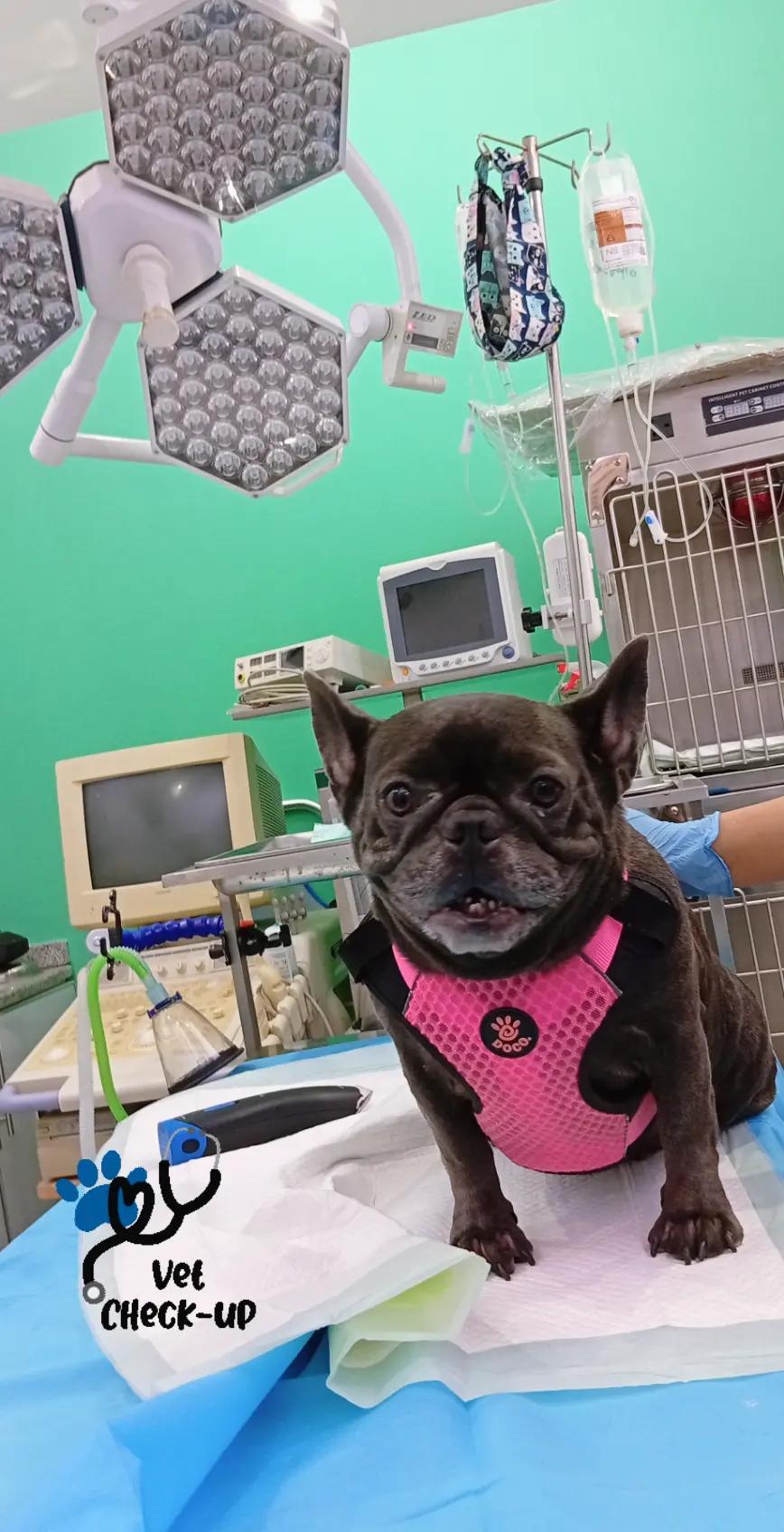 @VillagevVet LLC