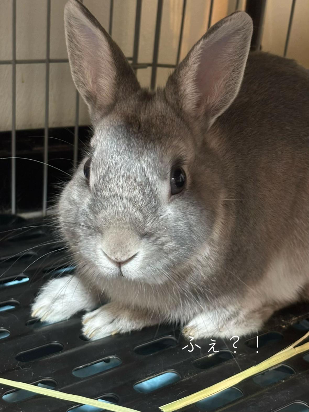 @たまご✌️なずなのだ🍏🐭🫐