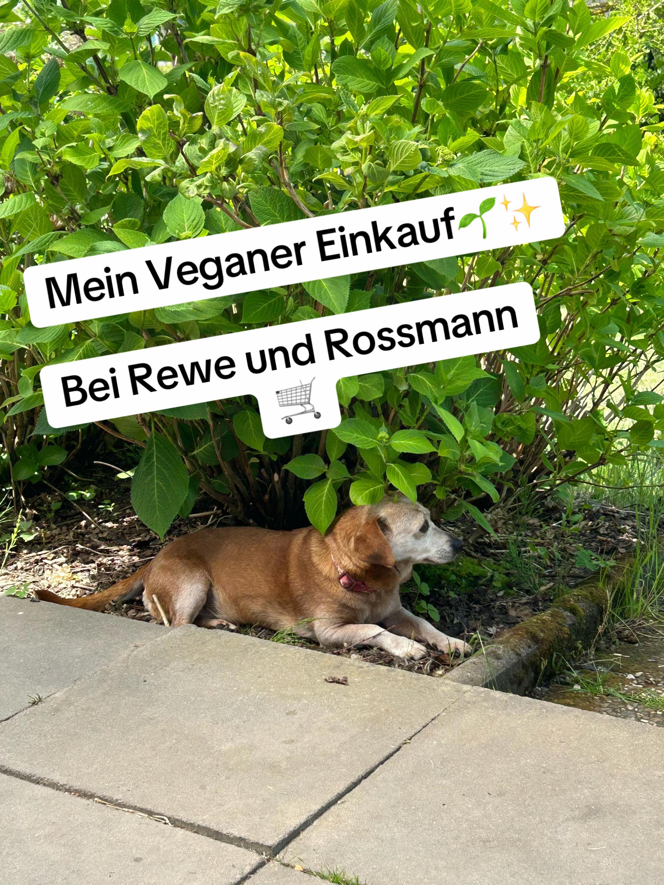 @Die Mit Dem Dackel Tanzt