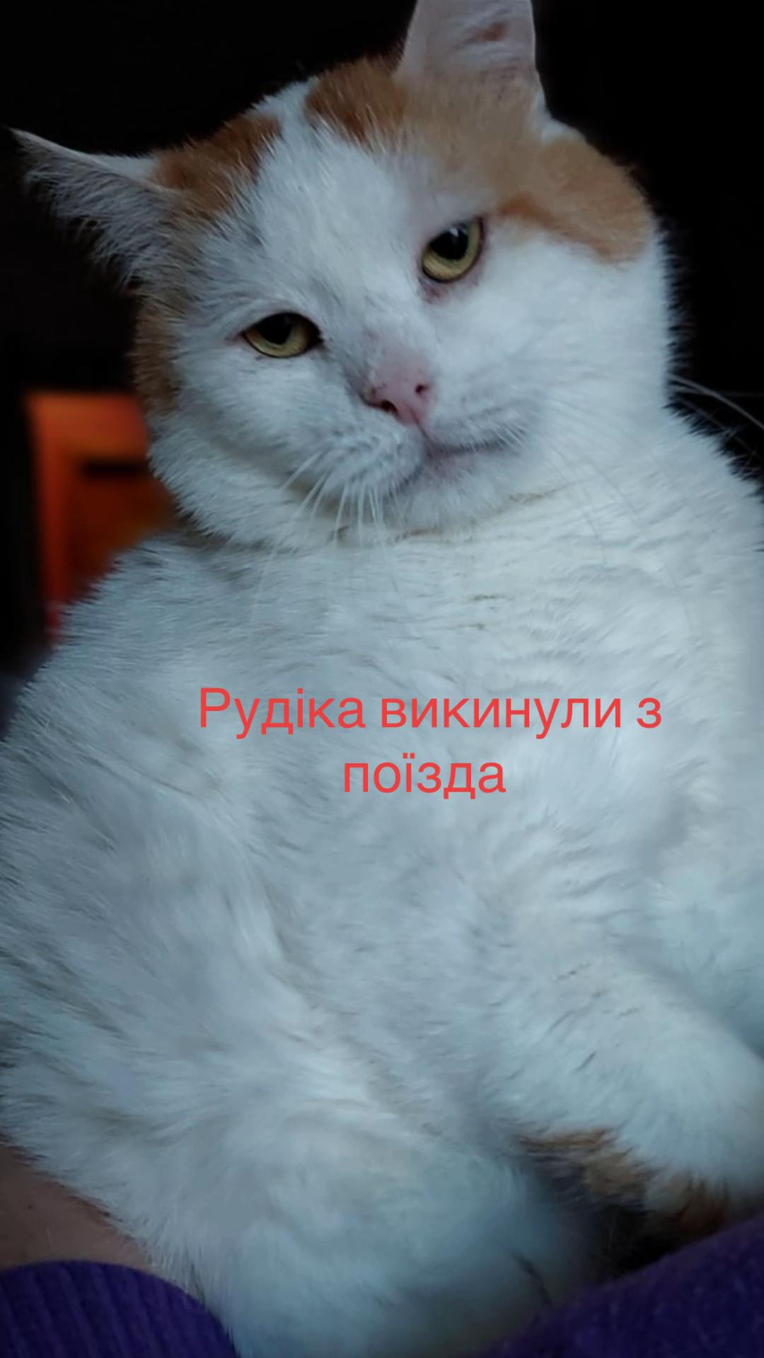 @Алиса