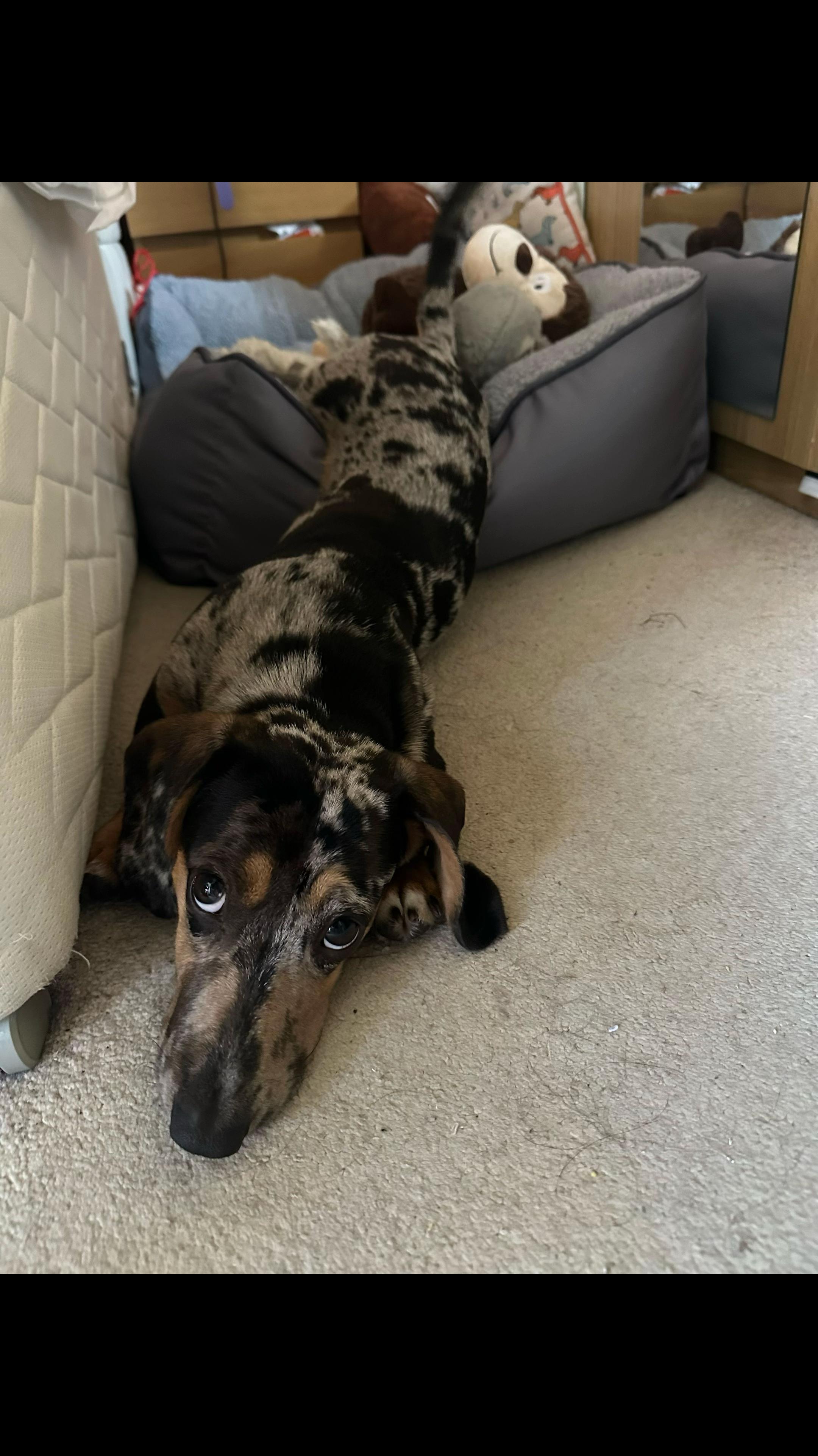@Maverick The Dachshund