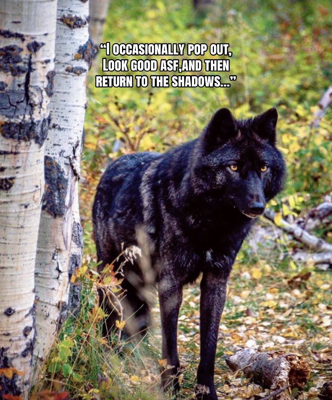 @🪬Conscious_LoneWolf🐺