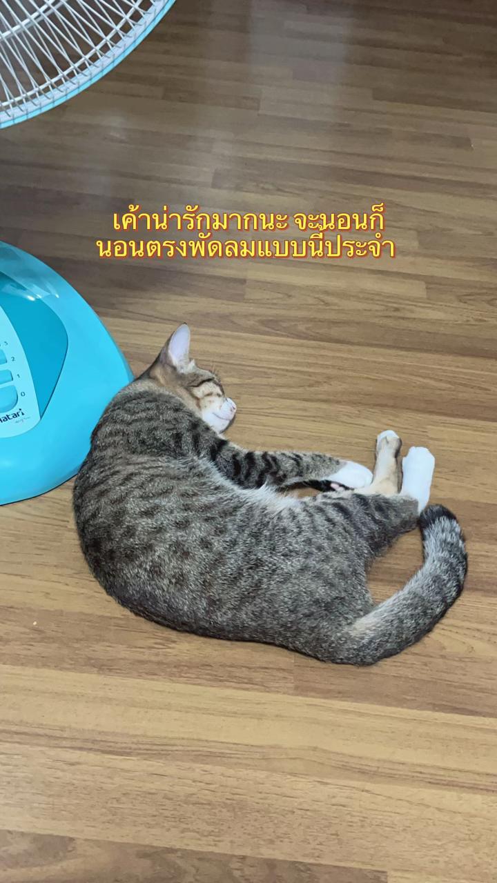 @Arielben🇹🇭