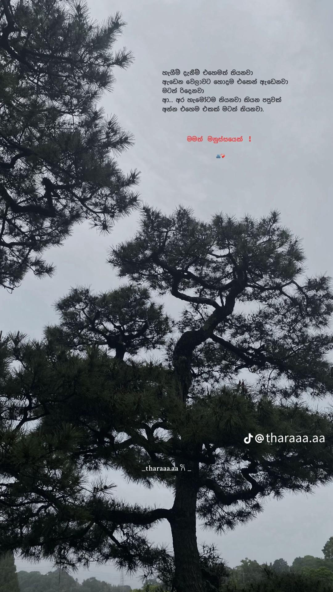@[sachii]🧸❤️&zwj;🩹📌️🥀