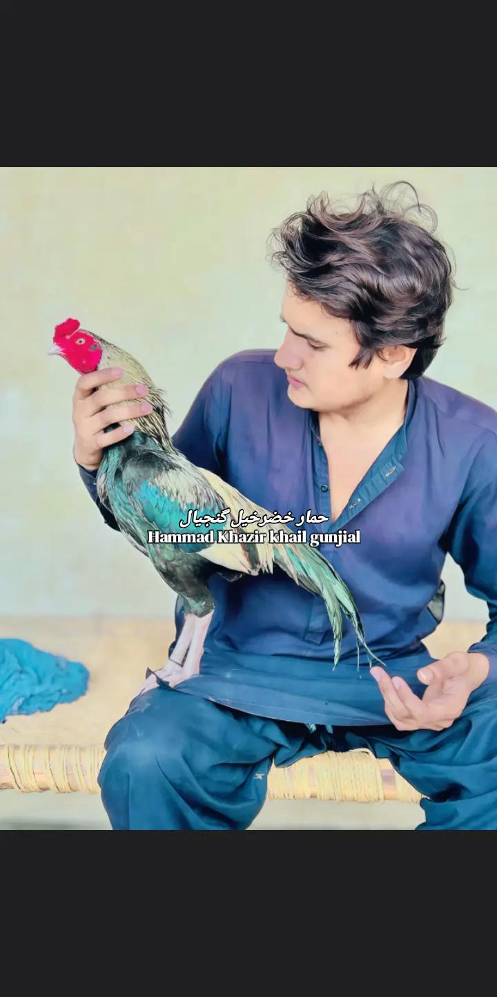 @Gunjial Aseel magazine