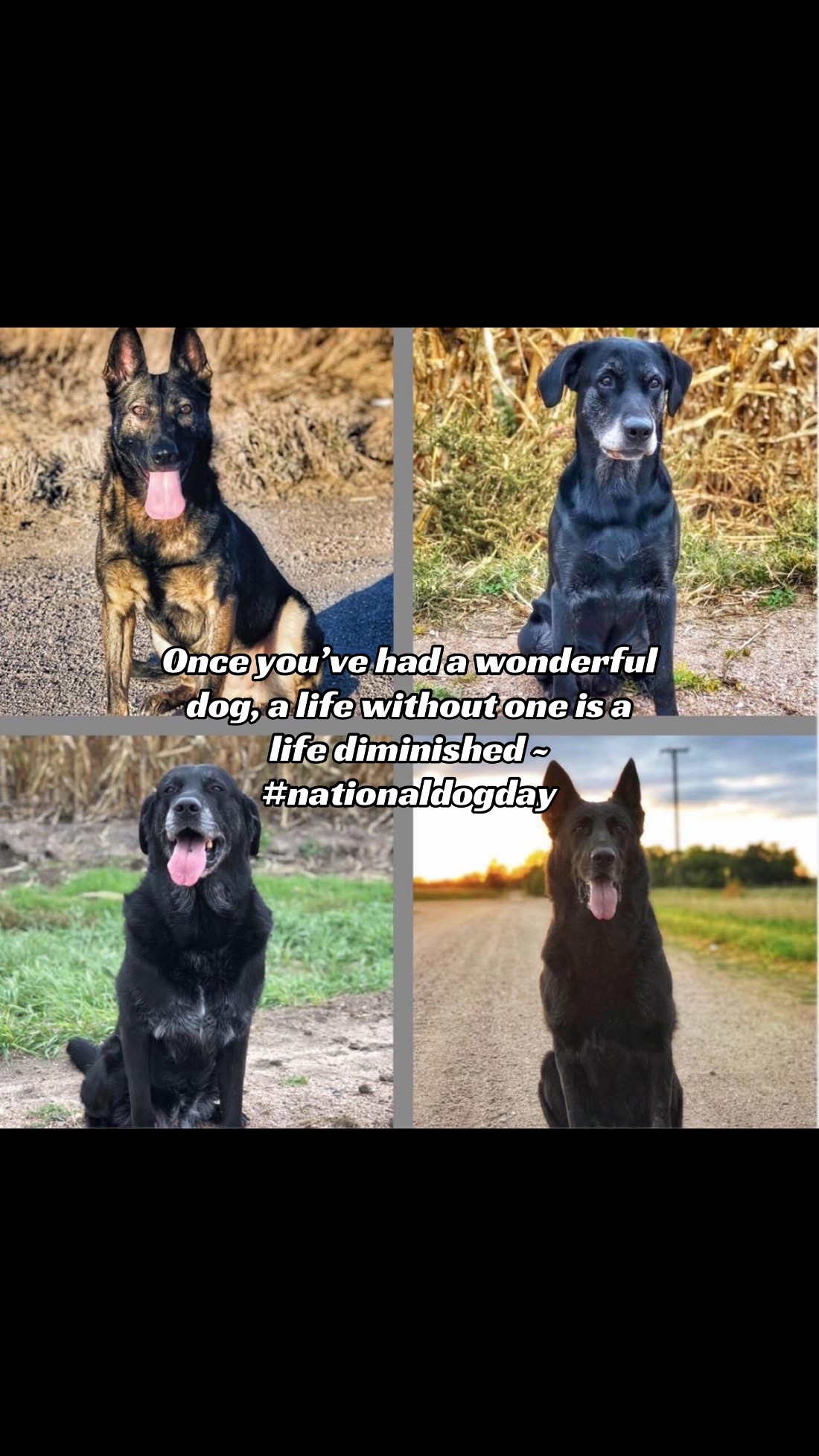 @K9 Dina