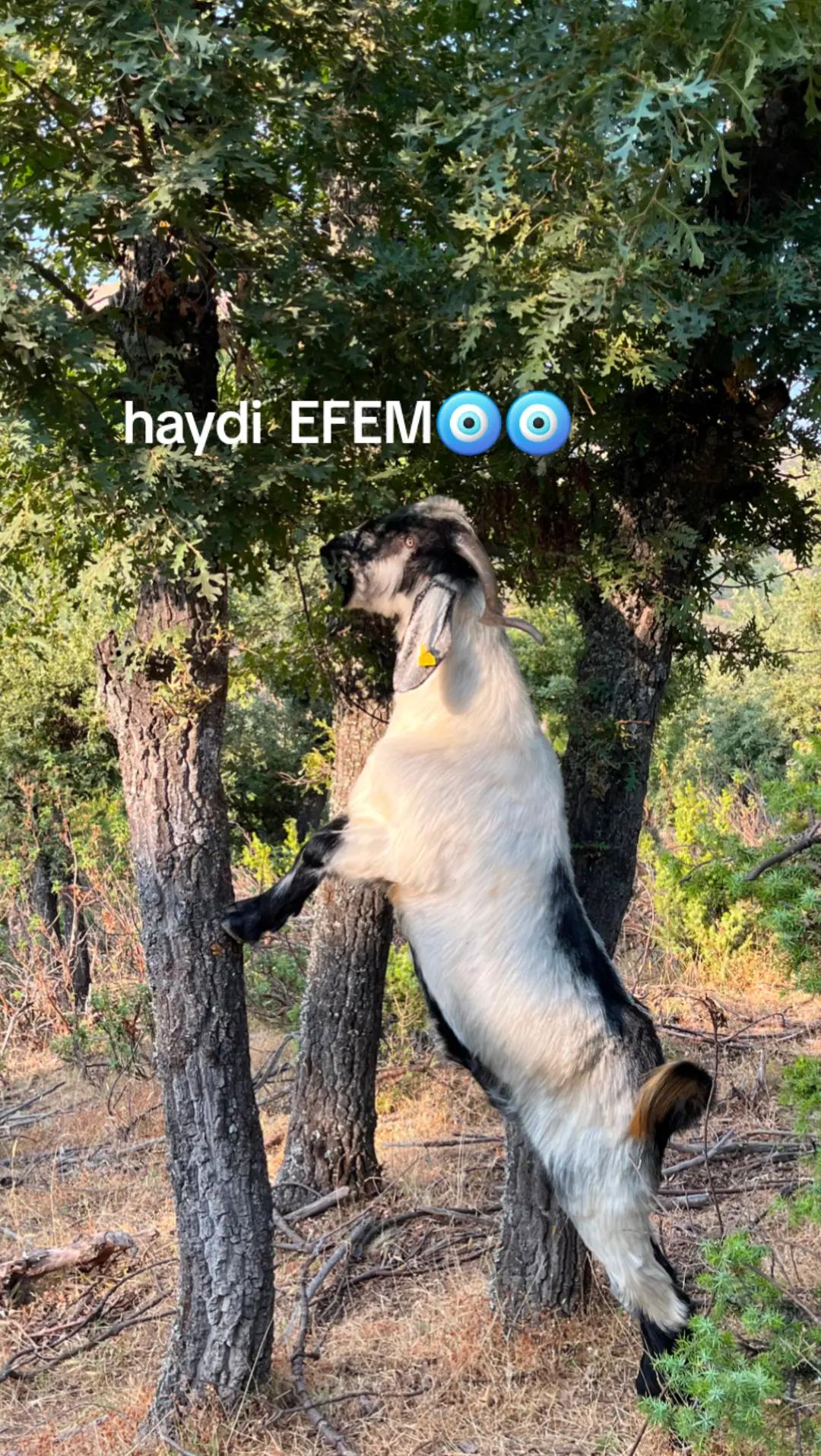 @Veysel