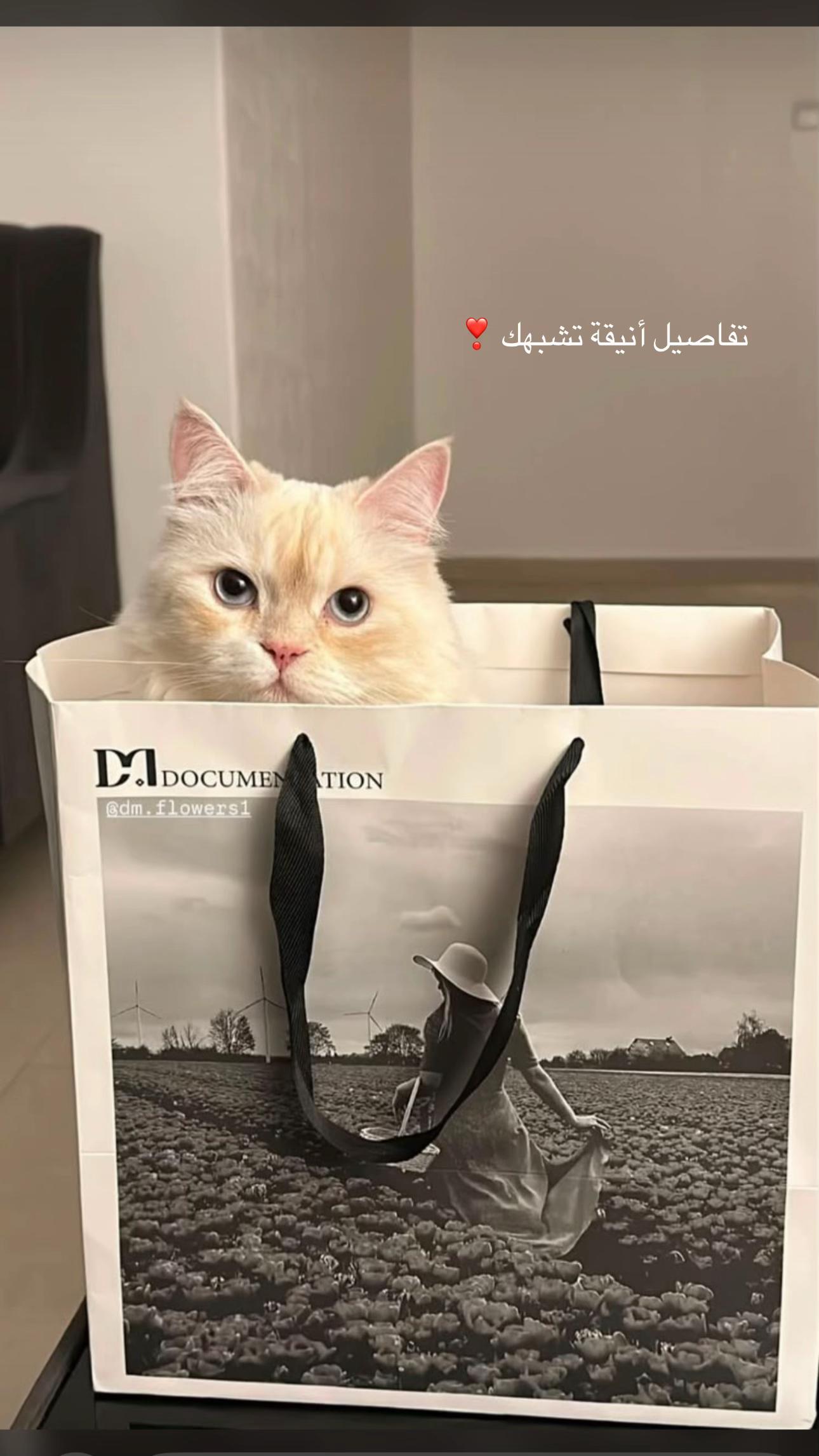 @دوكمنتيشن فلورز