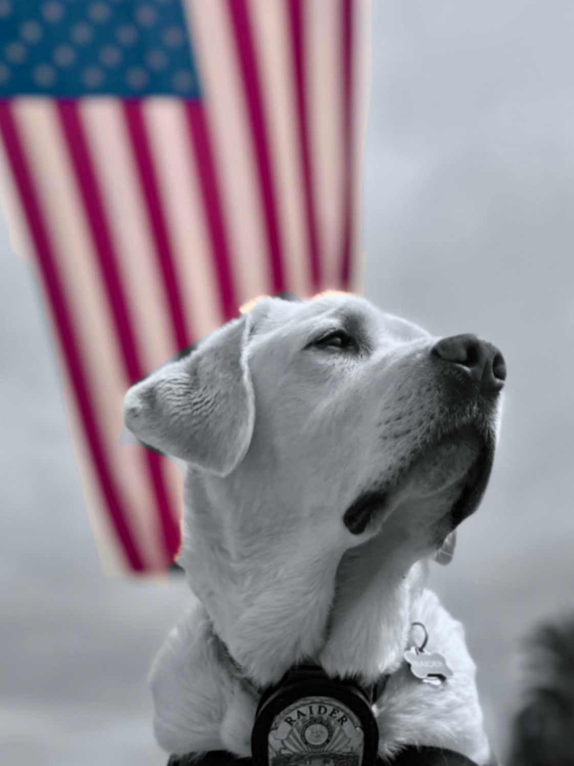 @K9_Raider