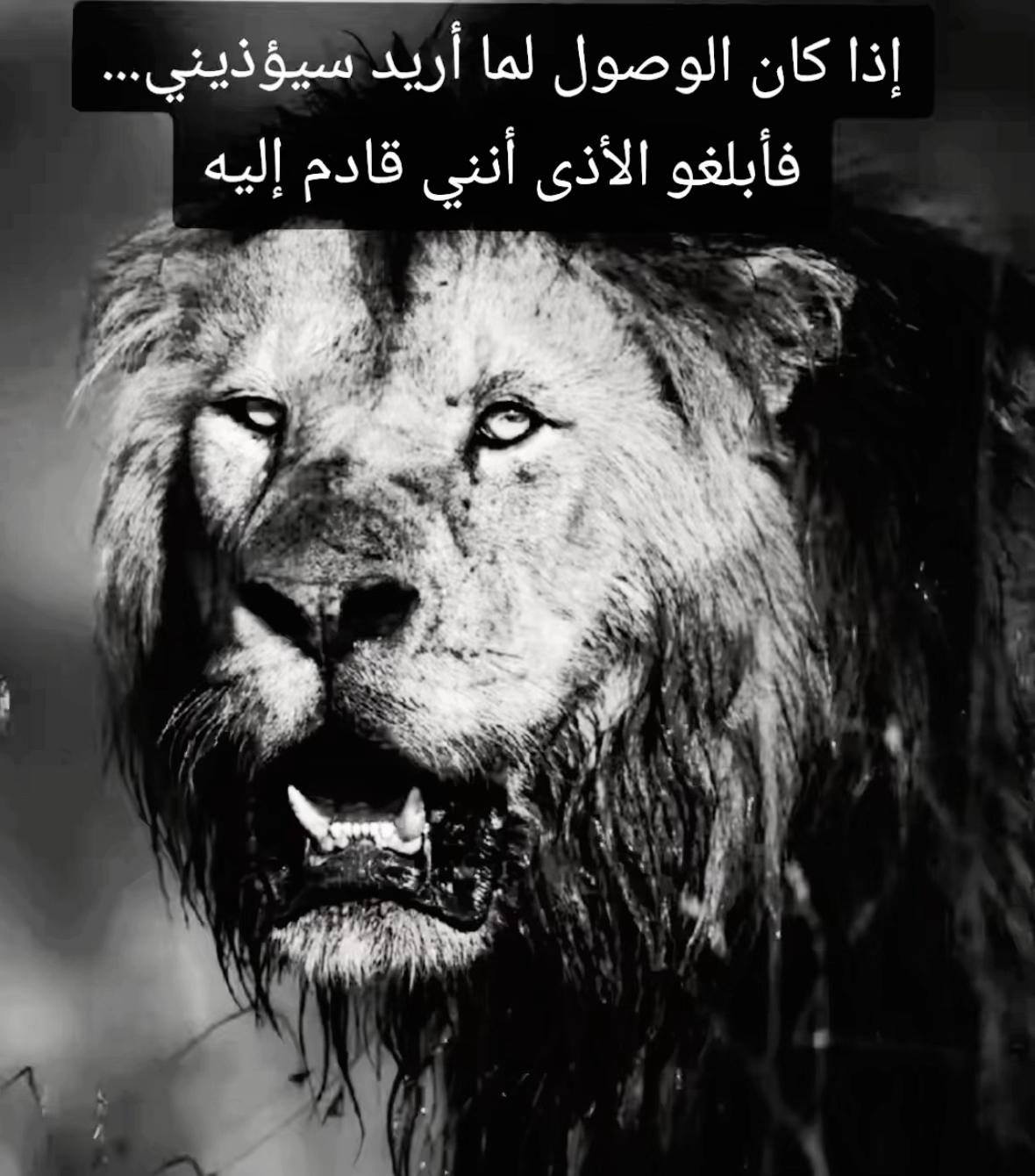 @🦁 scarface 🦁