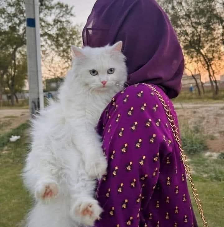 @Noor Fatima ๐