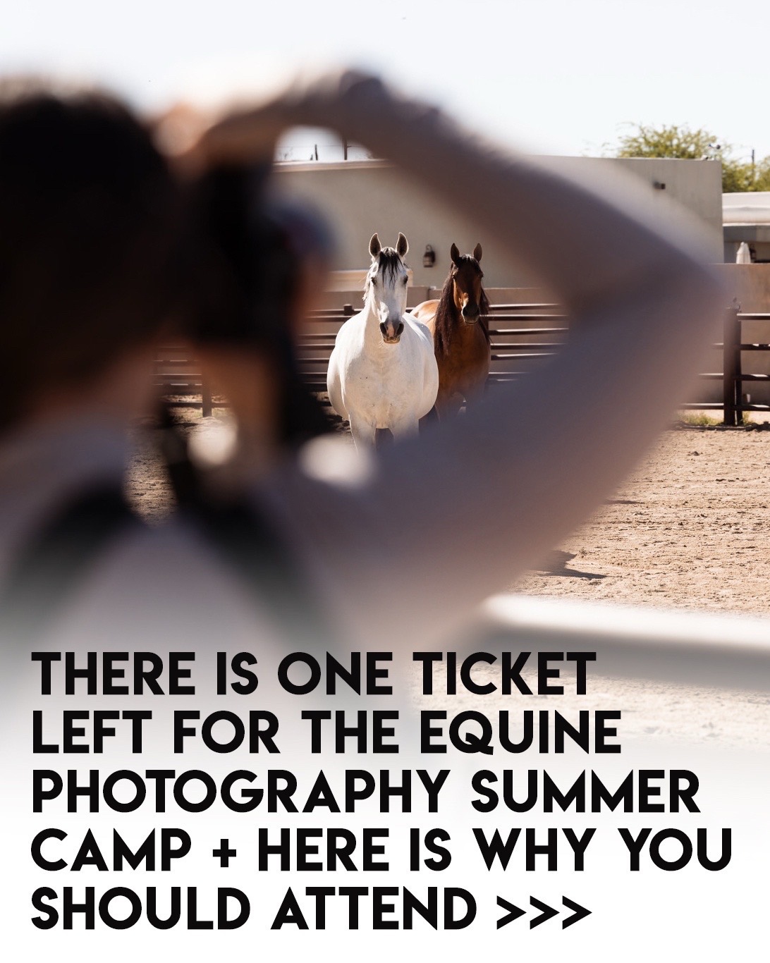 @Tisha 📸🦄 Equestrian Photog