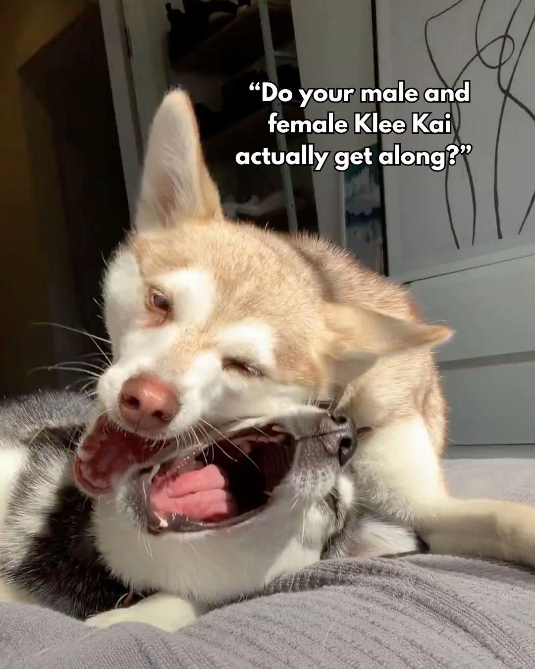 @lifewithkleekai