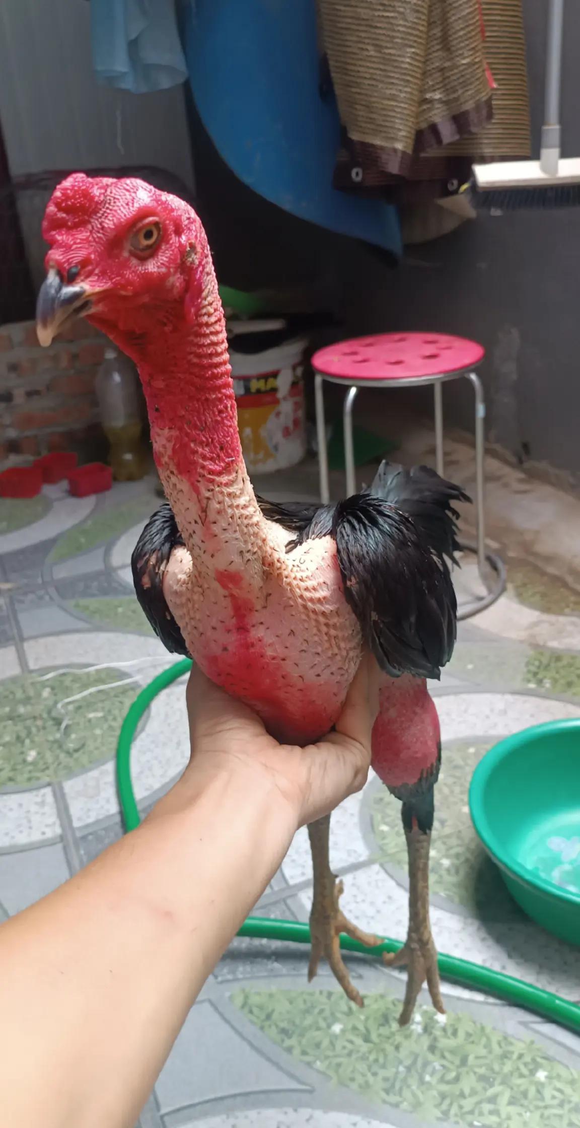 @Tổng Sỉ Hu&acirc;n Hường Thổ Tang
