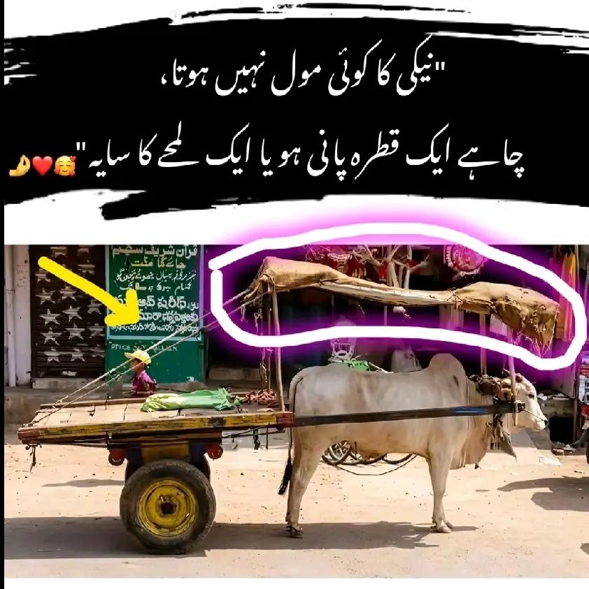 @🔥اسد کنگ فحرے کلیام شریف 👑