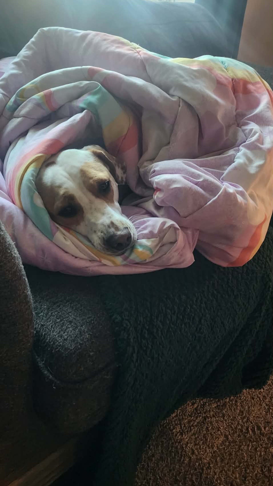 @Sproutie 🐶