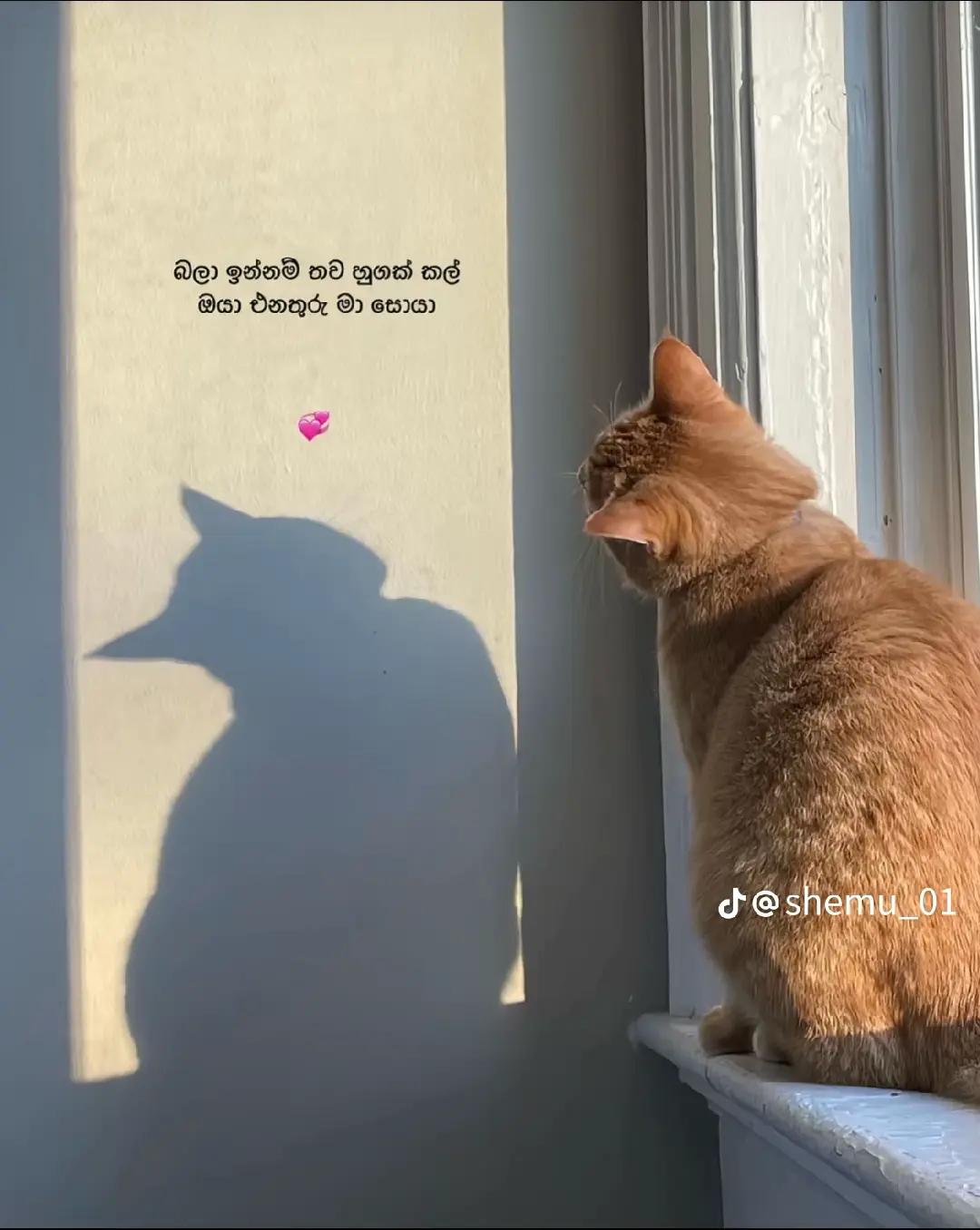 @සුද්දා