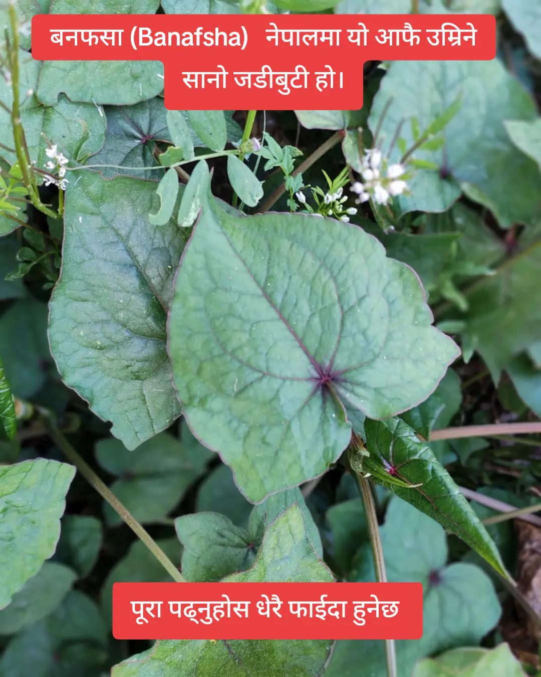 @🌿 बहकिने मन 🌿