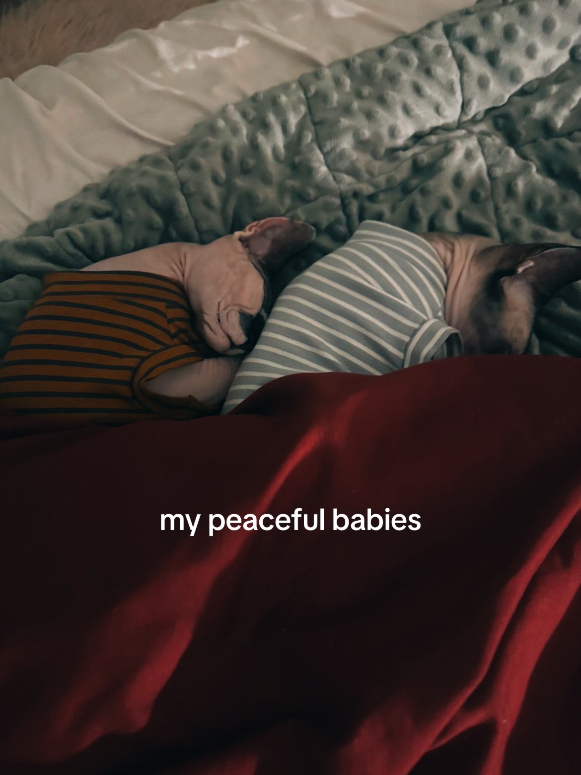 @hi
