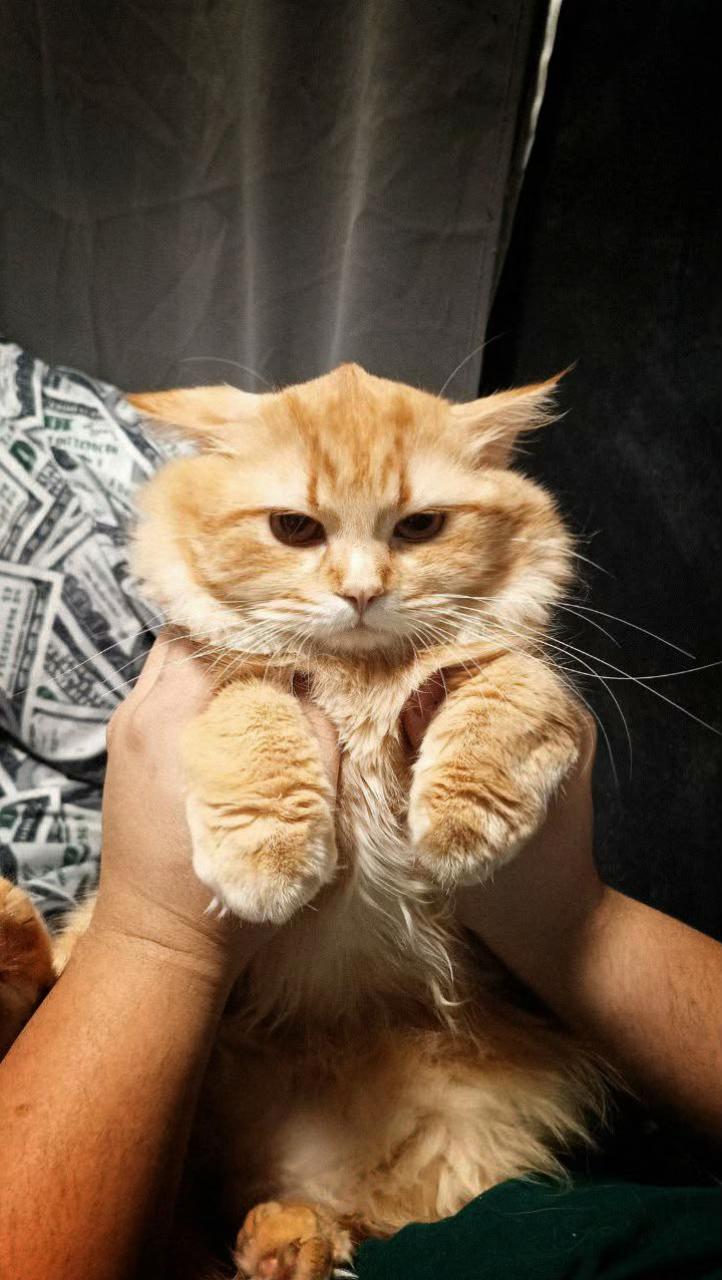 @TheCatFather