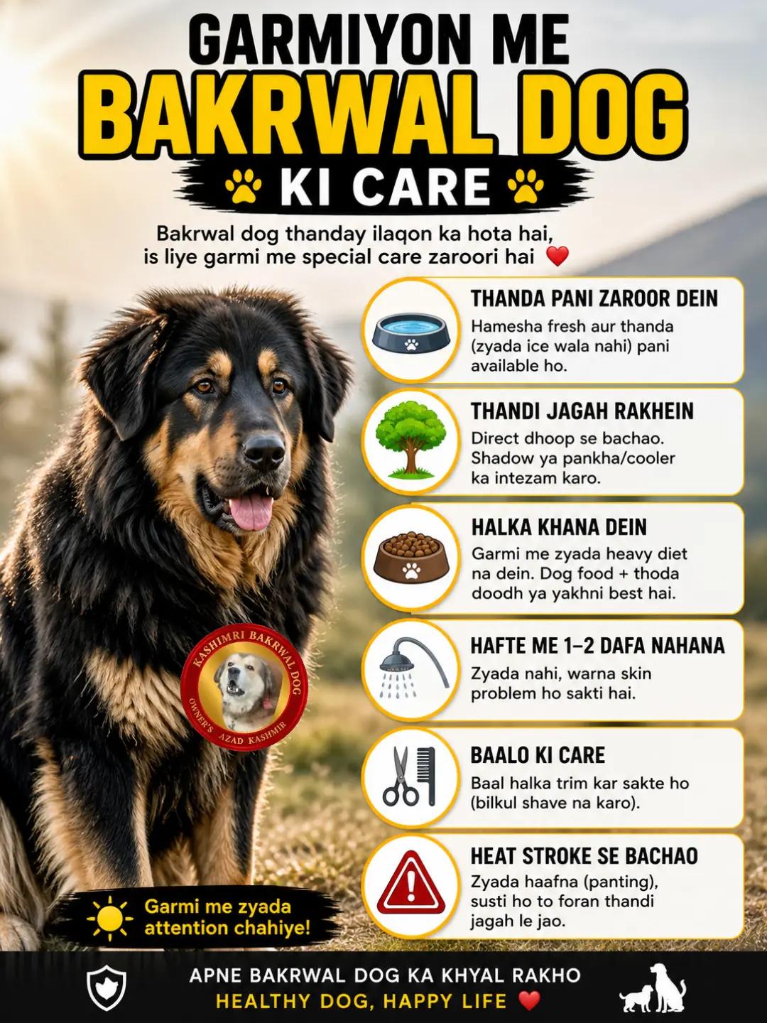 @Kashmiri_Bakrwal_Dog