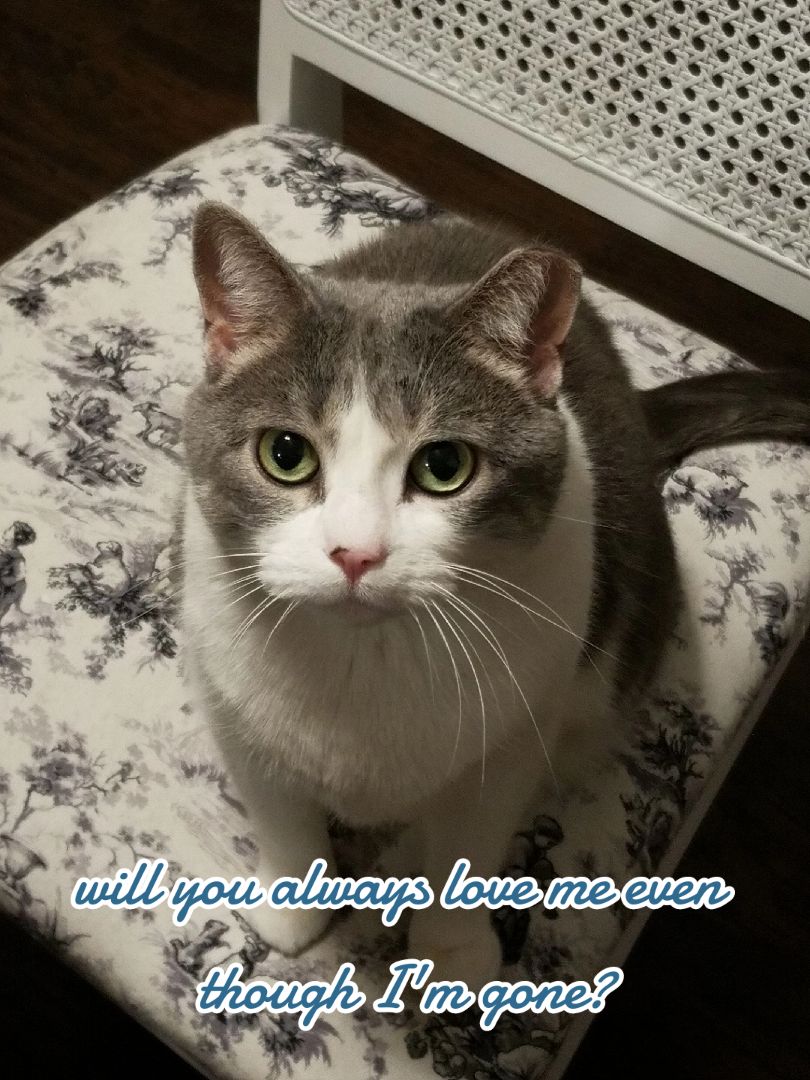 @MushroomCat