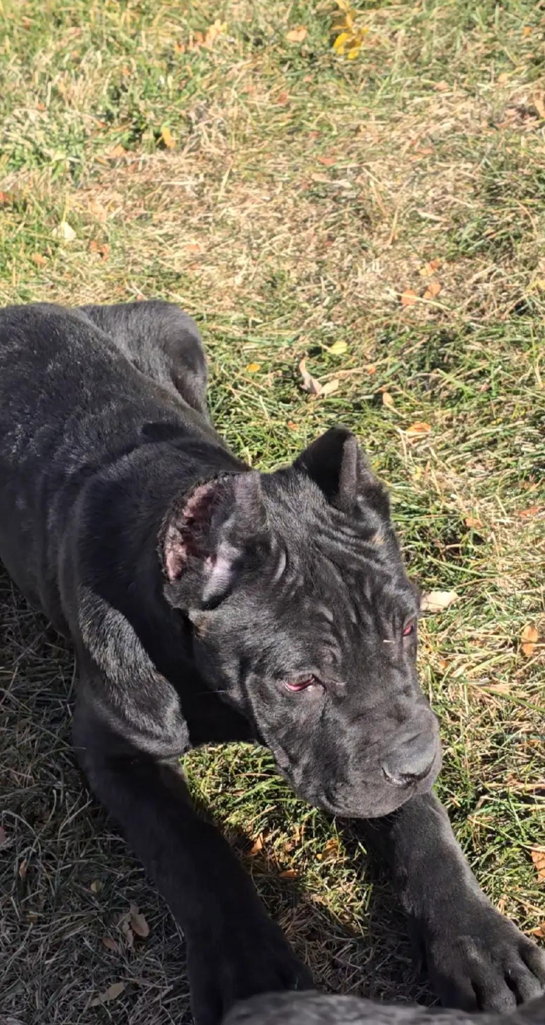 @MileHigh_Cane_Corso