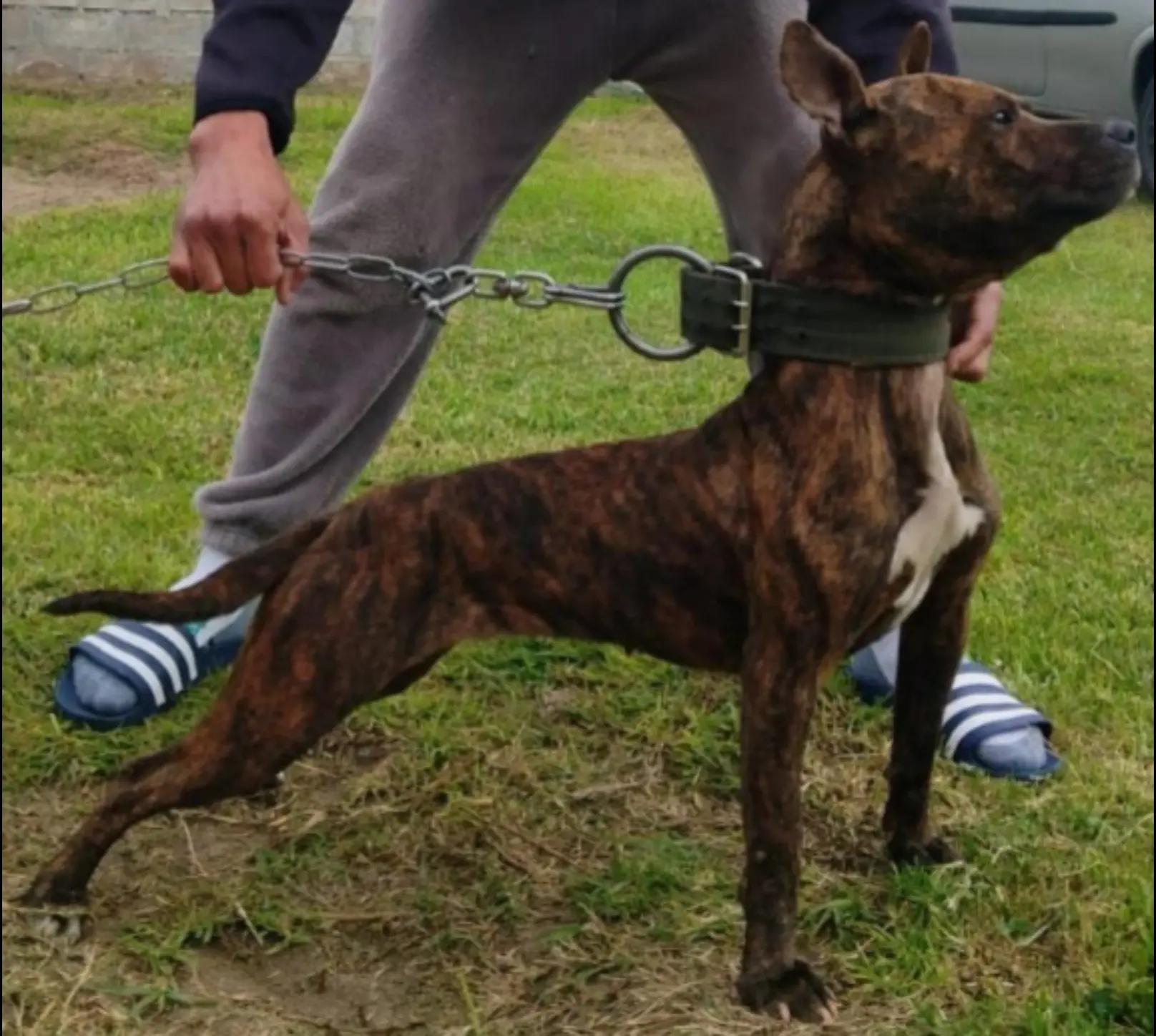 @SAAPBT_GAMEDOGS