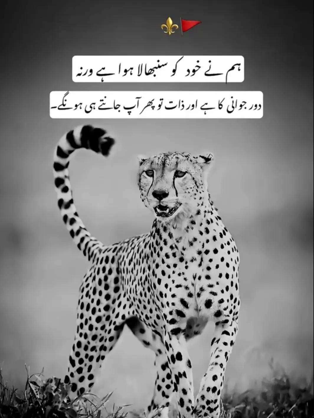 @saith Ahmad