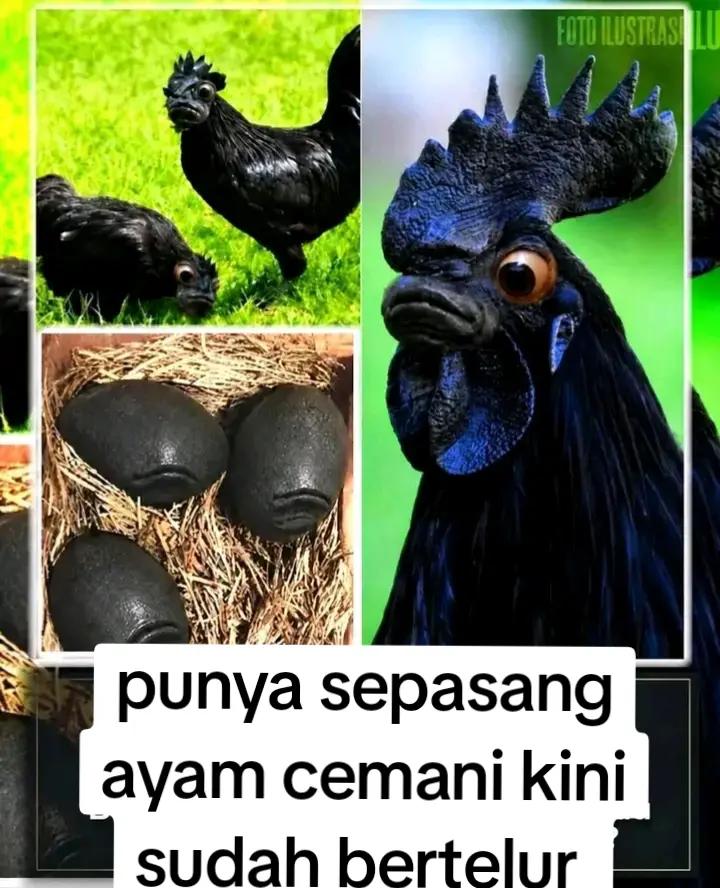 @witrriana&yans